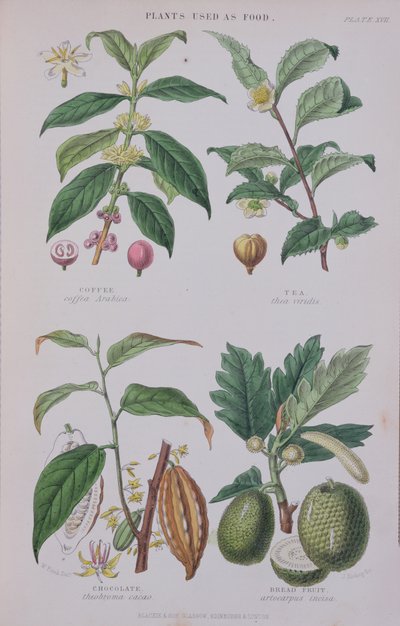 Koffie, Thee, Chocolade en Broodvrucht, plaat uit een botanische studie, gegraveerd door J. Bishop, 1872 door W.H. Fitch